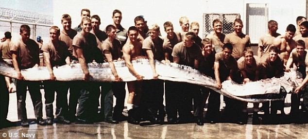 Cá mái chèo dài 6,9m bắt được tại California (Mỹ) năm 1996.