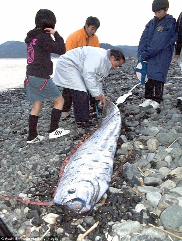 Cá mái chèo chết dạt vào đảo Kashiwajima của Nhật Bản trong tháng 2.2002.