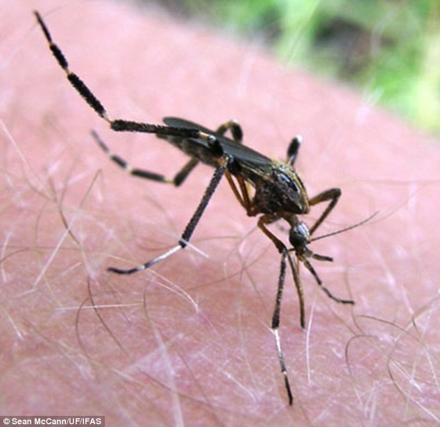 Muỗi "khổng lồ" chuẩn bị hút máu một nạn nhân của nó.
