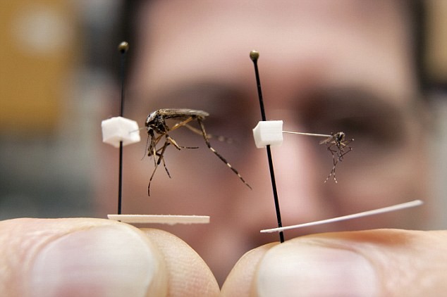 Những con muỗi "khổng lồ" gallinippers có kích cỡ gấp 20 lần muỗi thường.