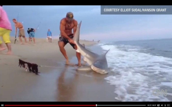 Cảnh Elliot Sudal túm đuôi con cá mập vật lộn với nó gần 1 tiếng đồng hồ trên bãi biển.