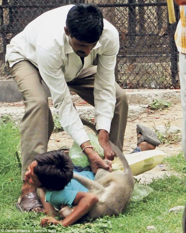 Cha Raghav cố gắng tách con khỉ ra khỏi người con trai mình.