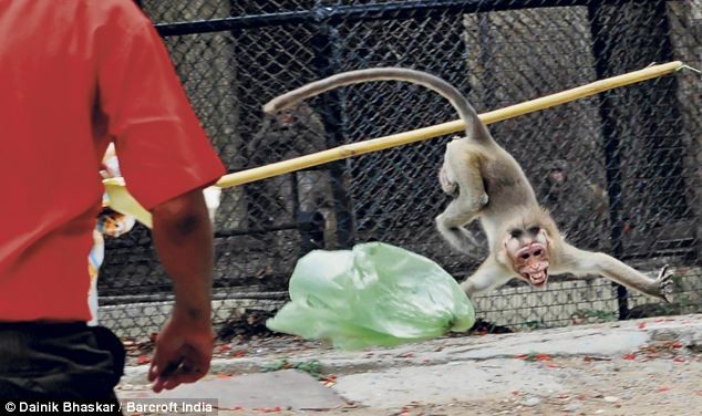 Sau khi bị đuổi đi chỗ khác, con khỉ vẫn tiếp tục nhe răng và hét giận dữ.