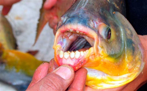 Cá Pacu trông bề ngoài rất giống cá sát thủ piranha.