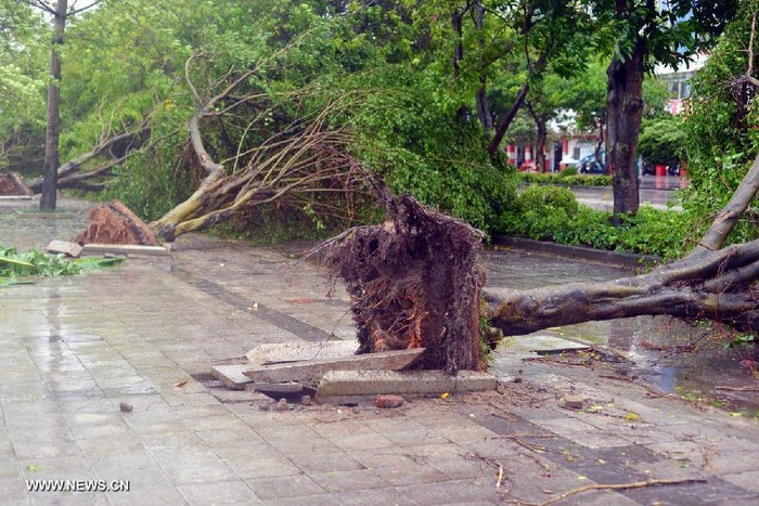 Hàng loạt cây lớn bị bật gốc trên vỉa vè thành phố Dương Giang, tỉnh Quảng Đông