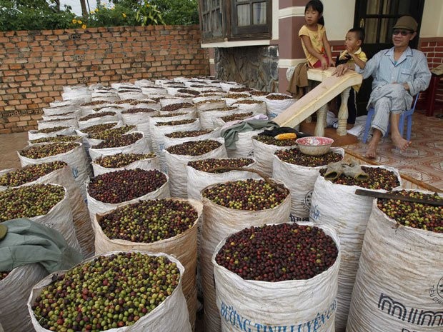 Thời tiết xấu đang ảnh hưởng tới kế hoạch thu hoạch cà phê của nông dân Việt Nam.