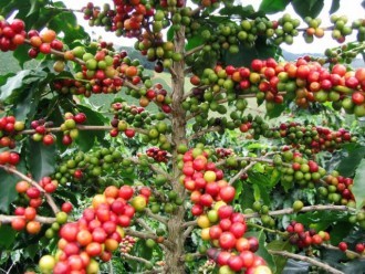 Mưa lũ do ảnh hưởng của bão đã khiến quá trình thu hoạch cà phê tại Việt Nam bị chậm lại, đẩy giá cà phê Vối tăng lên.