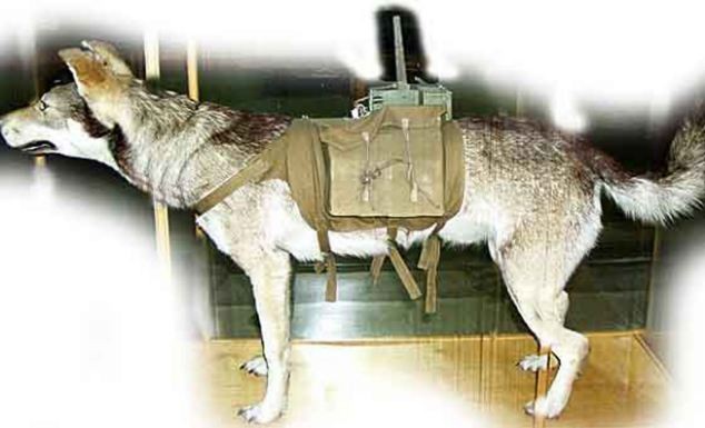 Chân dung một chú chó cảm tử của Hồng quân Liên Xô.