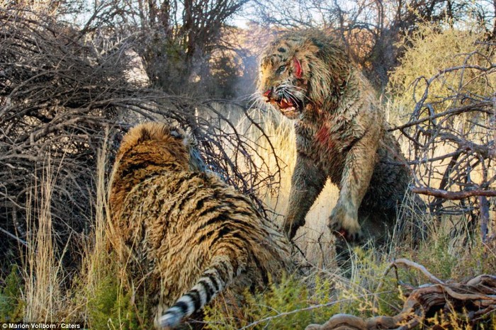 Theo lời kể của nhiếp ảnh gia Vollborn, hai con hổ đực đã đi đi lại lại dọc theo biên giới lãnh thổ của chúng trước khi bước vào trận đấu.
