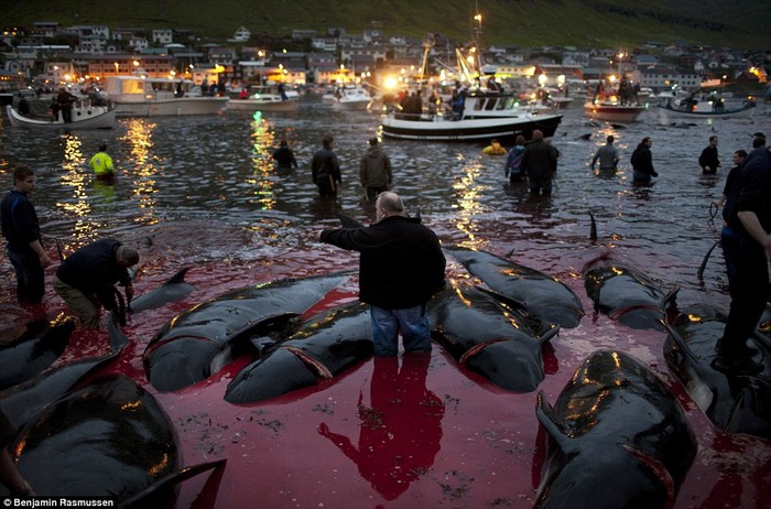 Cả vùng vịnh nhuộm đỏ máu cá heo trong lễ hội giết mổ hàng năm ở đảo Faroe.