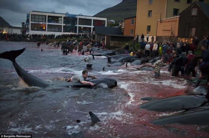 Người dân Faroe, chủ yếu là nam giới, tham gia lễ hội thảm sát cá heo.