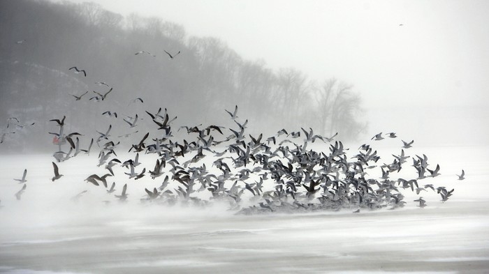 Lũ chim sà xuống mặt hồ băng cố kiếm chút thực phẩm trong thời tiết lạnh giá.