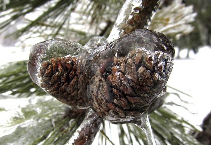 Thông bị đóng băng ngay trên cây.
