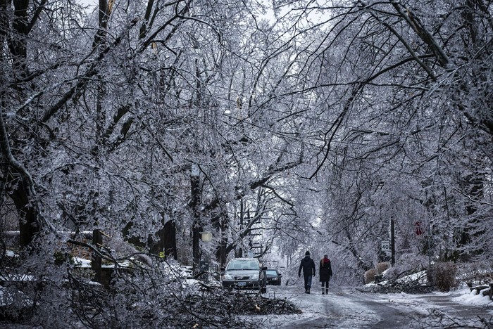 Rừng cây được bọc trong băng trắng xóa ở Toronto.