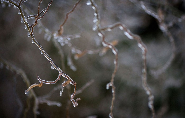 Cây cối bị đóng băng trong thời tiết lạnh kỷ lục tại nước Mỹ ở Toronto.