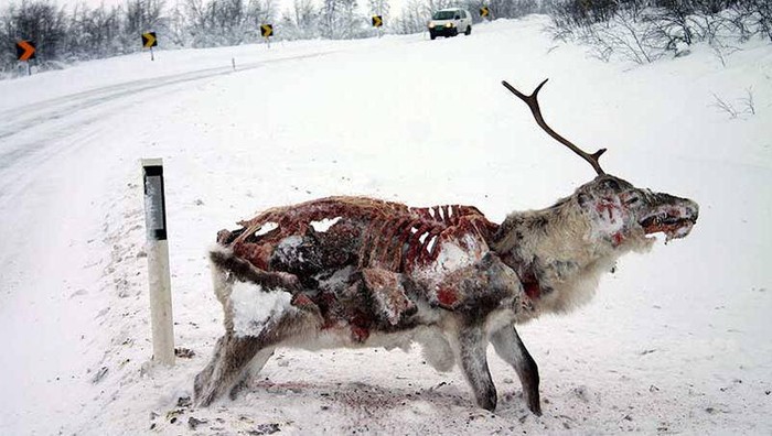 Xác một con hươu chết vì lạnh bị các động vật hoang dã khác xẻ thịt.