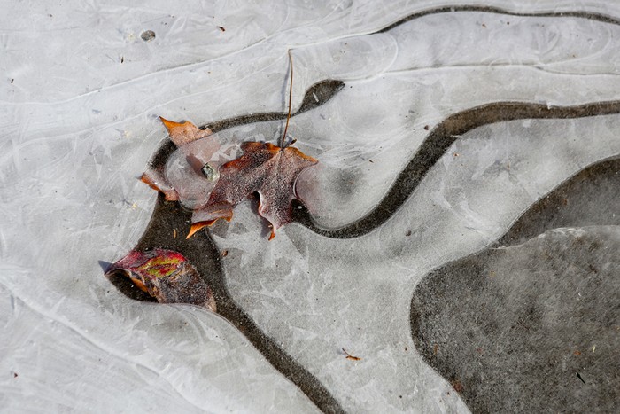 Một chiếc lá rơi trên mặt hồ đóng băng ở Virginia,