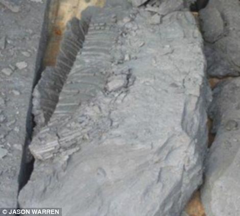 Hóa thạch bò sát biển 195 triệu năm được tìm thấy ở bãi biển.