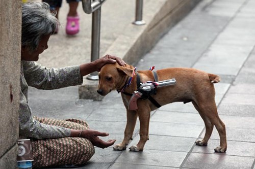 Một chú chó đeo súng được nhìn thấy trong khu vực biểu tình ở Bangkok.