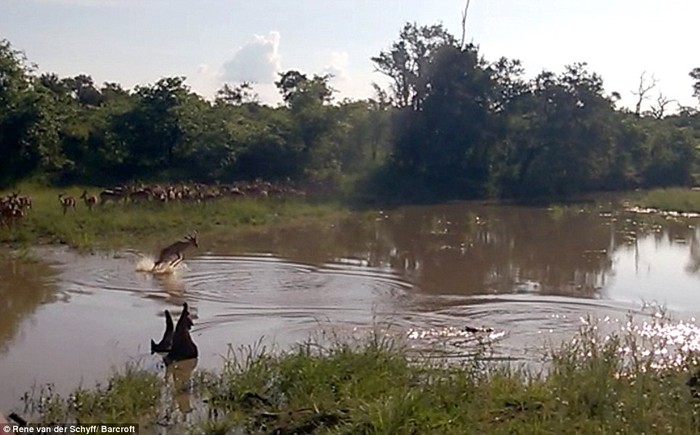 Trong khi cả đàn vẫn đang đứng ở mép nước do thám tình hình, con linh dương này một mình liều lĩnh vượt qua con đập.