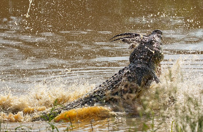 Rene van der Schyff, 50 tuổi, tác giả của đoạn video hiếm hoi cho biết, đây là con linh dương thứ 3 vượt qua con đập và là con đầu tiên cá sấu bắt được.