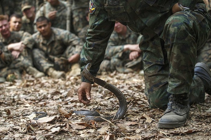Giảng viên Hải quân Thái Lan dạy cách khống chế rắn hổ mang.