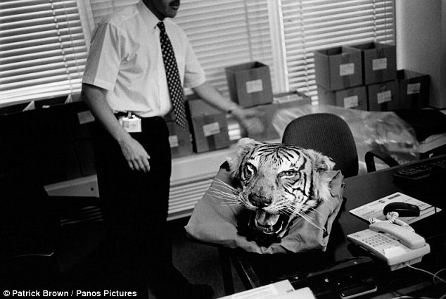 Một chiếc đầu hổ được đơn vị bảo vệ động vật tại Scotland Yard thu giữ sau một cuộc đột kích ở London.