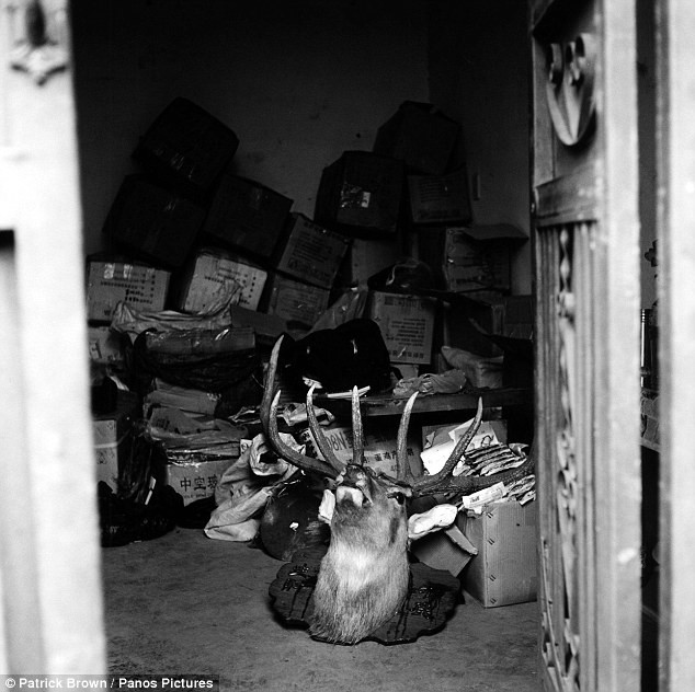 Hai đầu nai nhồi bông nằm trên sàn nhà phía sau một cửa hàng bán động vật hoang dã phi pháp tại Dali. Chủ cửa hàng đã đòi 100 USD cho mỗi chiếc đầu nhồi bông này.