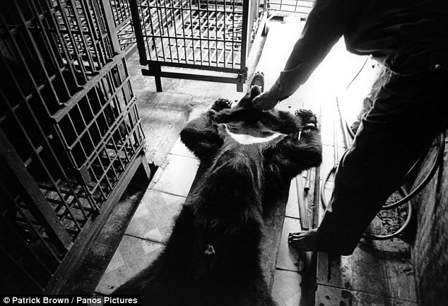 Một con gấu chuẩn bị bị lấy mật ở Việt Nam.