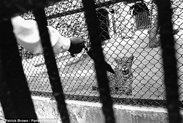 Một người đàn ông chọc một con báo trong vườn thú ở Kolkata, một nơi cũ kỹ và đang xuống cấp nghiêm trọng.