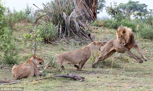 Hai con sư tử cái sau đó bị phân tâm bởi một con sư tử đực.