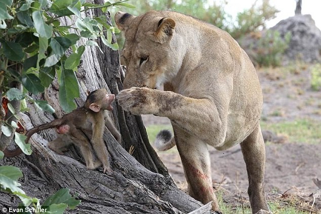 Con khỉ đầu có chó con thét lên giận dữ với con sư tử đáp lại nó bằng những tiếng gầm. Cảnh tượng trông thật điên rồ, nhiếp ảnh gia nhận xét.