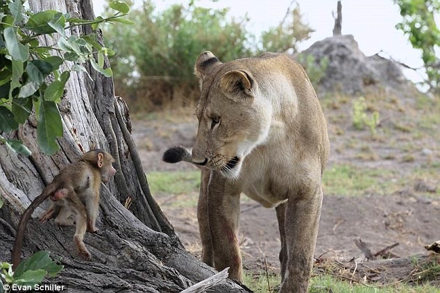 Khỉ đầu chó nhỏ bé đối mặt với sư tử cái.