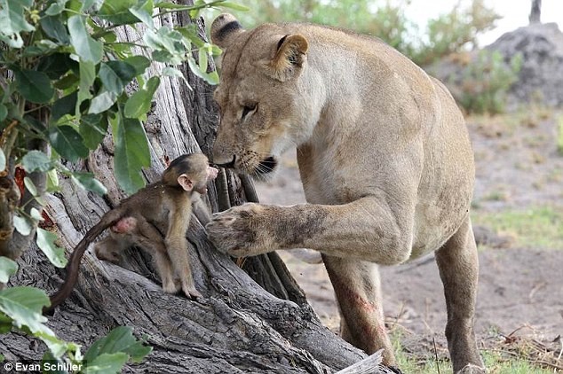 Con sư tử cái cào vào thân cây mỗi khi khỉ đầu chó con muốn chạy thoát.