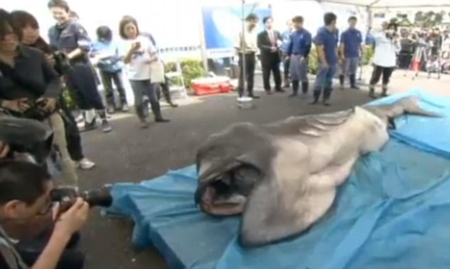 &quot;Cá mập ngoài hành tinh&quot; bị bắt gần đây ở Nhật Bản.