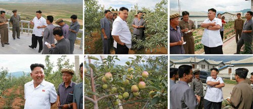 Nhà lãnh đạo Bắc Triều Tiên Kim Jong-un thăm một trang trại. Ảnh được Rodong Sinmun công bố hôm 24/7.