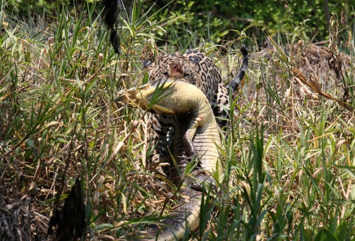 Theo các nhà khoa học, có khoảng 4.000 đến 7.000 con báo đốm đang sống tại Pantanal. Chúng chủ yếu đi săn vào ban ngày và những con cá sấu phơi nắng trở thành con mồi lý tưởng của chúng. Loài báo đốm này là loài báo lớn nhất và khỏe nhất ở châu Mỹ.