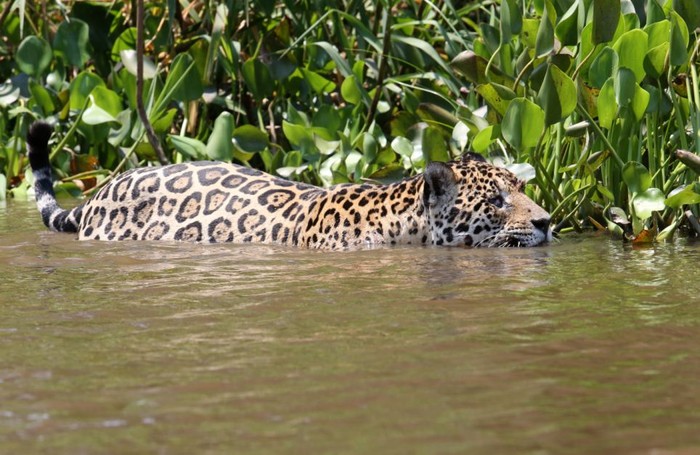 Con báo đốm rình rập cá sấu một lúc trước khi lặn xuống nước.