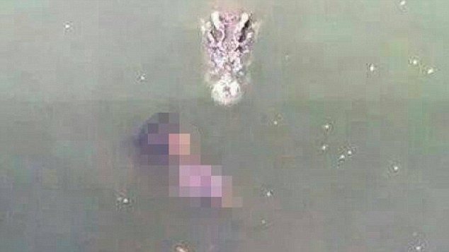 Con cá sấu tiếp cận người phụ nữ tự tử ngay sau khi bà nhảy xuống nước.