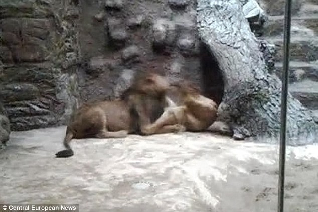 Con sư tử đực tấn công giết chết con sư tử cái trong sở thú Ba Lan.