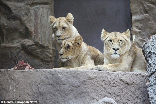 Ba con sư tử cái cùng chuồng với Arco trước vụ tấn công.