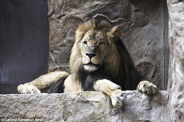 Arco dường như không muốn chia sẻ chuồng của nó với những con sư tử khác hoặc tỏ ra là kẻ không thích hoặc không biết đùa giỡn.