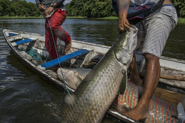 Ngư dân Brazil bắt cá hổ ở Amazon.
