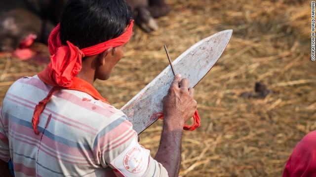 Một đồ tể mài dao trong quá trình giết mổ gia súc trong lễ hội ở Nepal.