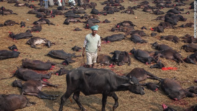Hơn 100.000 con trâu và dê đã bị giết hại trong lễ hội năm nay.