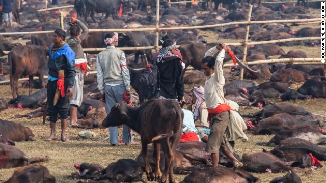 Động vật bị thảm sát trong lễ hộ ở Nepal.