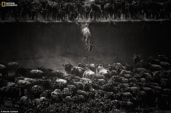 Một đàn linh dương đầu bò nhảy ra khỏi một mỏm đá dốc tại sông Mara ở Tanzania. Ảnh của Nicole Cambre.