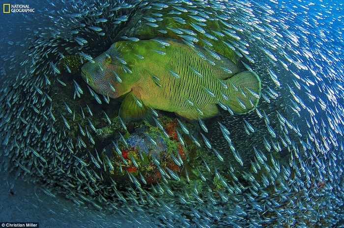 Một con Napoleon wrasse bơi qua một đàn cá thủy tinh ở Great Barrier Reef.
