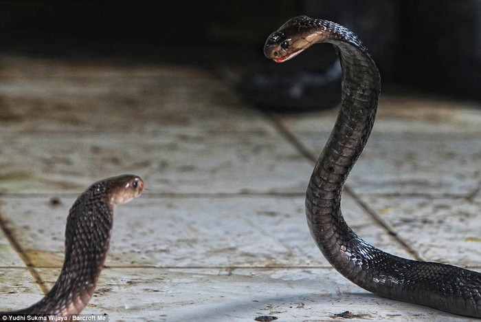 Hai con rắn hổ mang trong một xưởng lột da ở Indonesia.