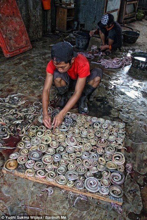 Hàng trăm con rắn lớn nhỏ bị giết trong mỗi công xưởng ở Indonesia mỗi ngày.